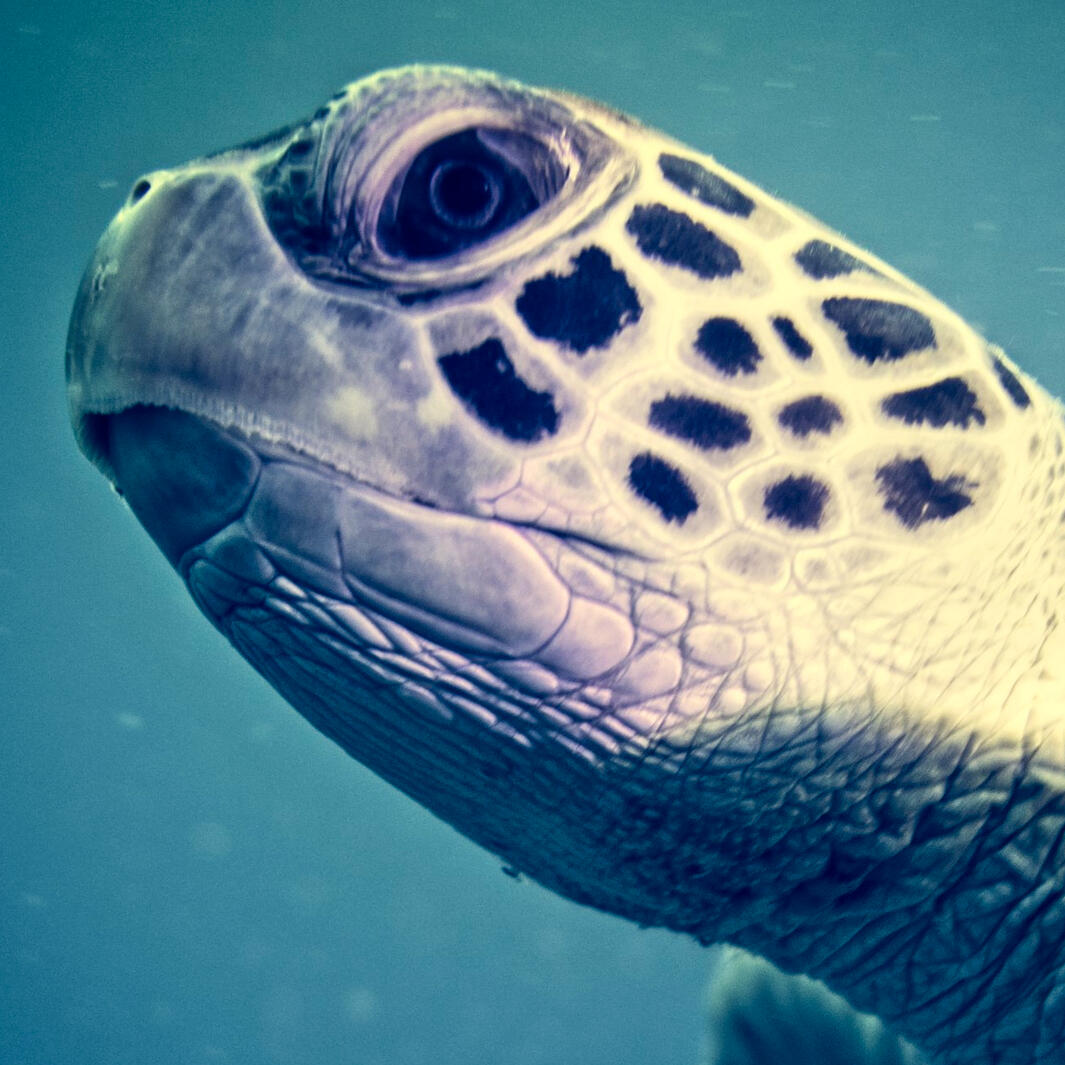 Hawksbill Turtle Closeup