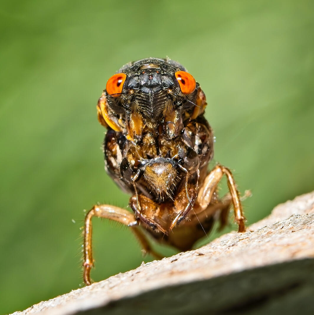 Cicada