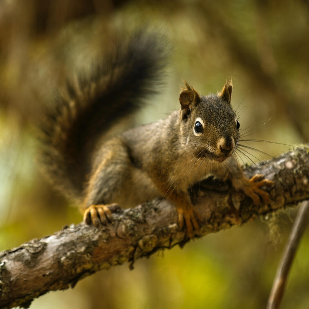 Squirrel in Tree