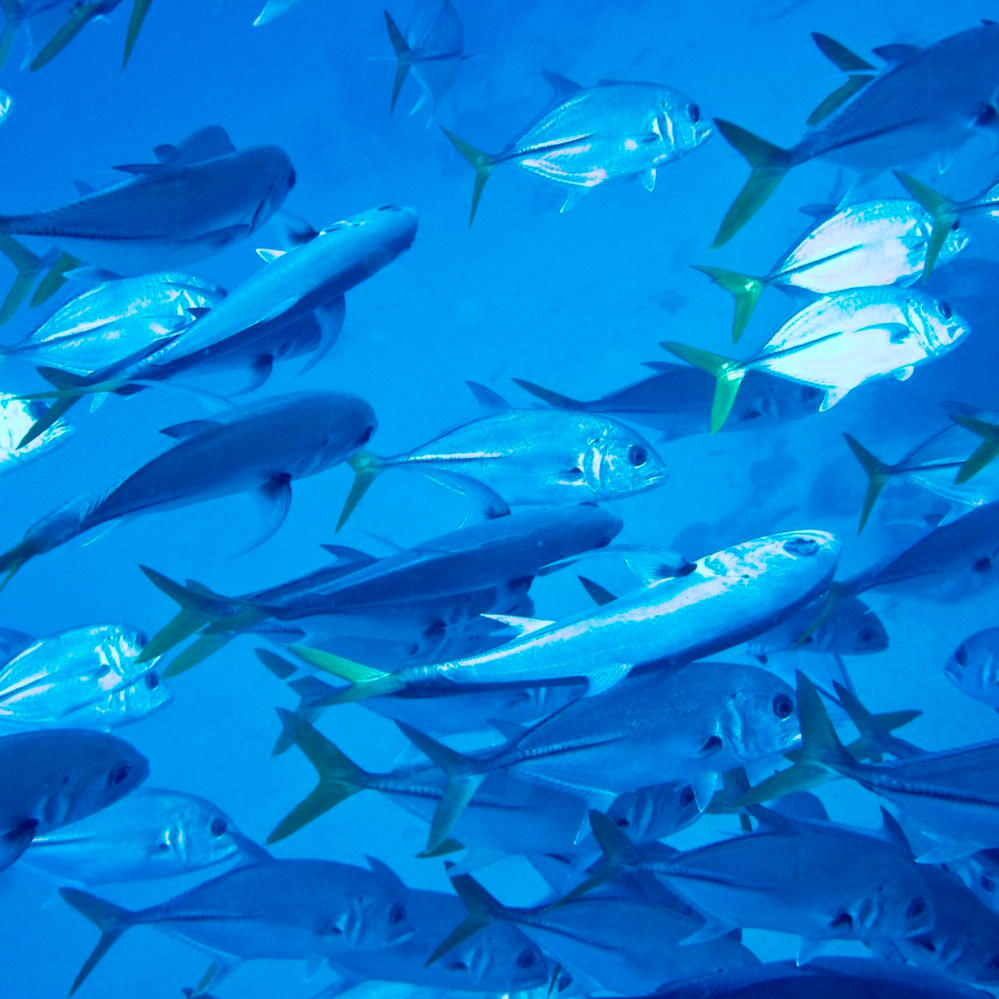 School of Horse-Eye Jacks