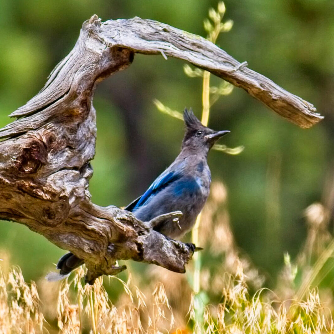 Stellar's Jay