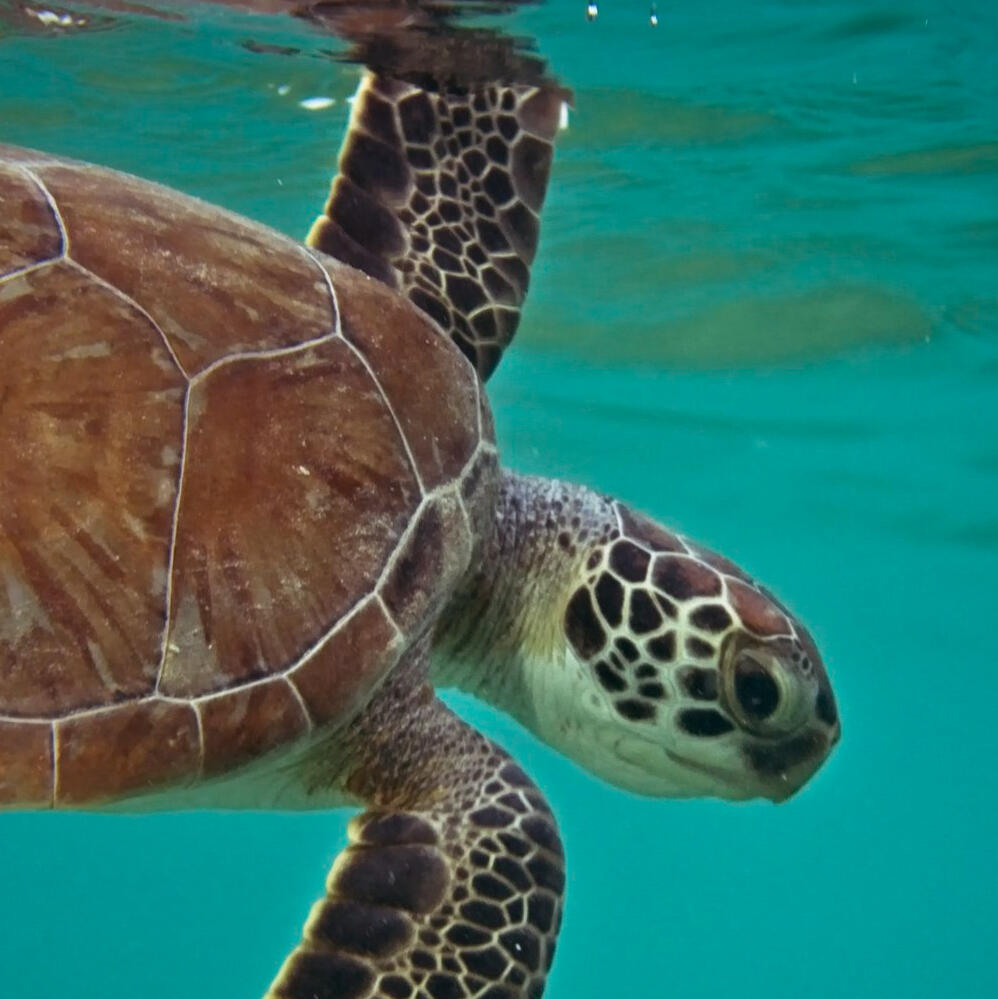 Hawksbill turtle breaking the surface.