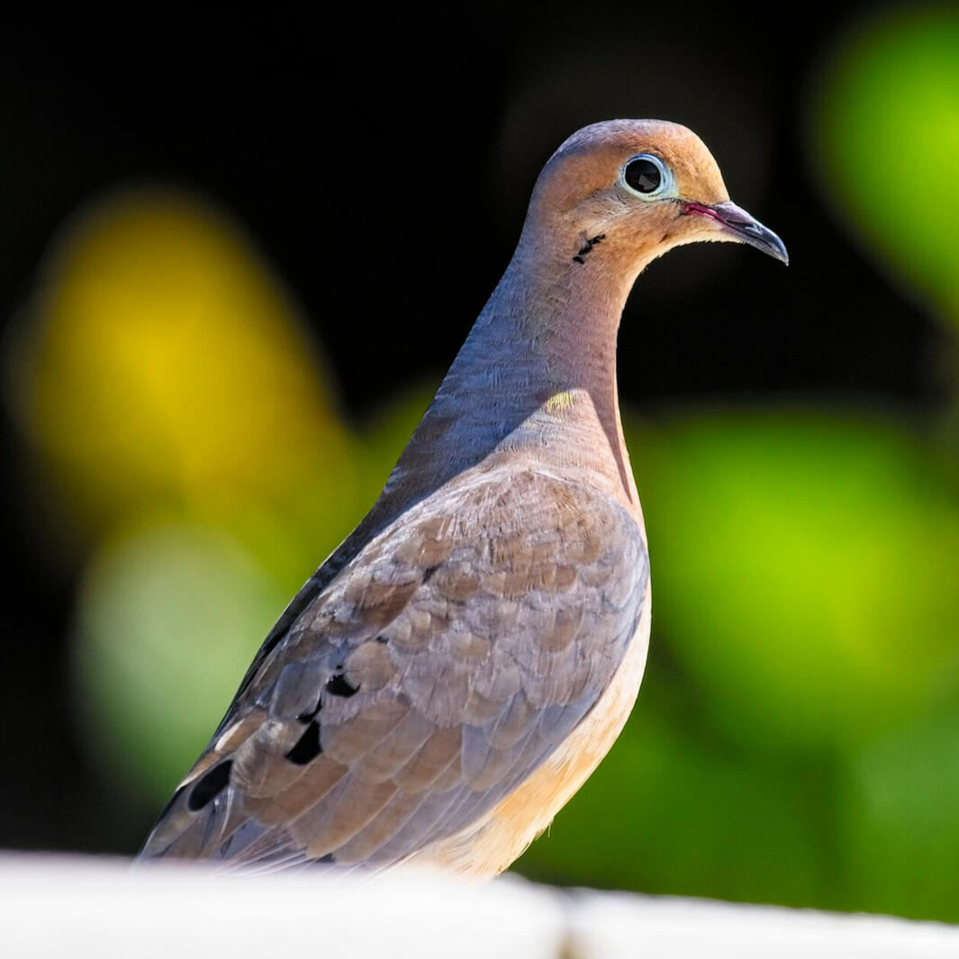 Beach Dove