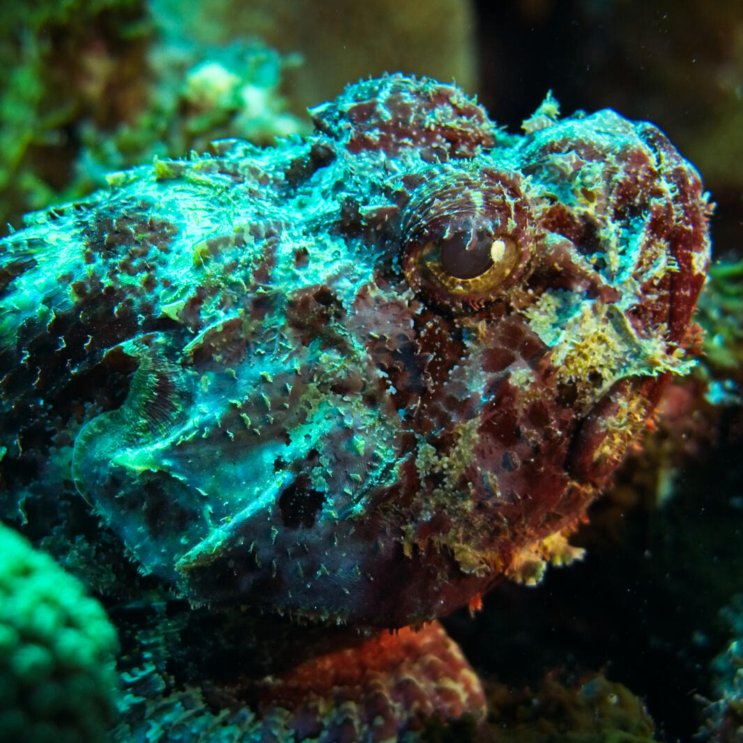 Stonefish