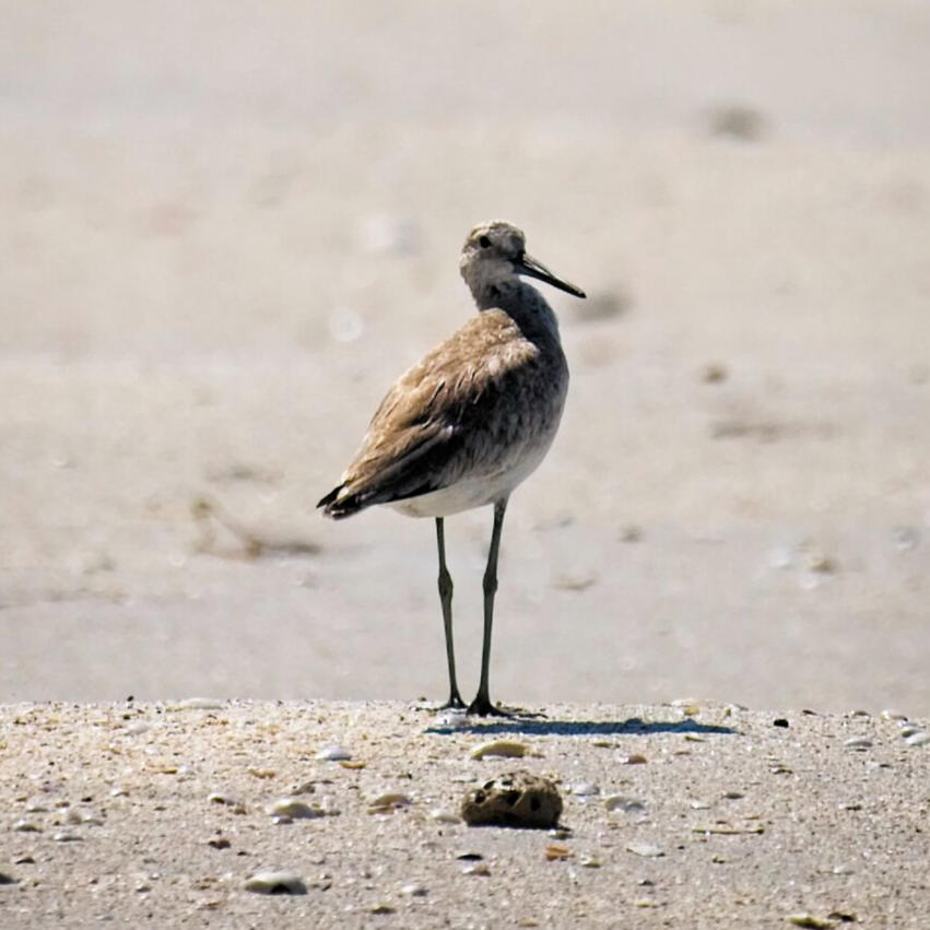 Sandpiper